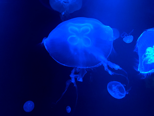 jellyfish at Sea Life Aquarium